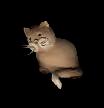 [ Gatto Gedeone, gatto simpaticone ]